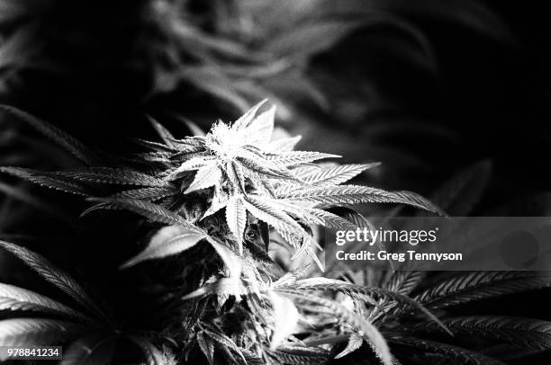 indica, expired b&w - ilford stock pictures, royalty-free photos & images