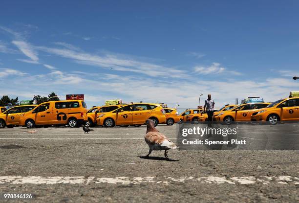 Taxis line up at John F. Kennedy Airport while waiting their turn to pick up a passenger on June 19, 2018 in New York City. Following the suicide...