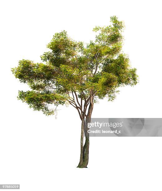 a young alder tree isolated on a white background - alder tree stock pictures, royalty-free photos & images