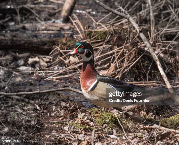 canard branchu - wood duck - canard stock pictures, royalty-free photos & images