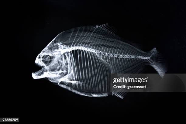 piranha x-ray von tierisches skelett - animal fin stock-fotos und bilder