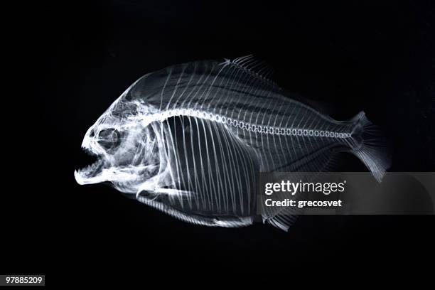 piranha x-ray de squelette d'animal - cypriniforme photos et images de collection