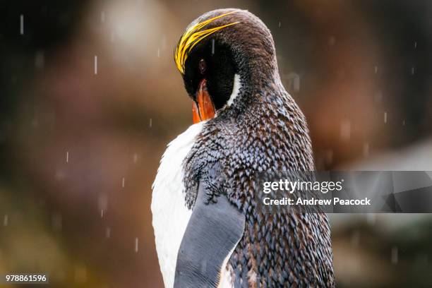 macaroni penguin (eudyptes chrysolophus) in the rain at cooper bay - andrew cooper stock pictures, royalty-free photos & images