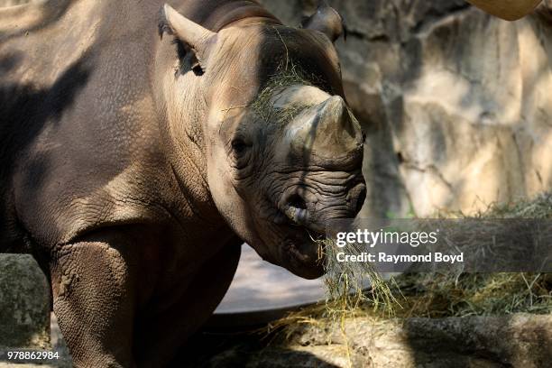 Eastern Black Rhinoceros feeds at Lincoln Park Zoo in Chicago, Illinois on June 17, 2018.