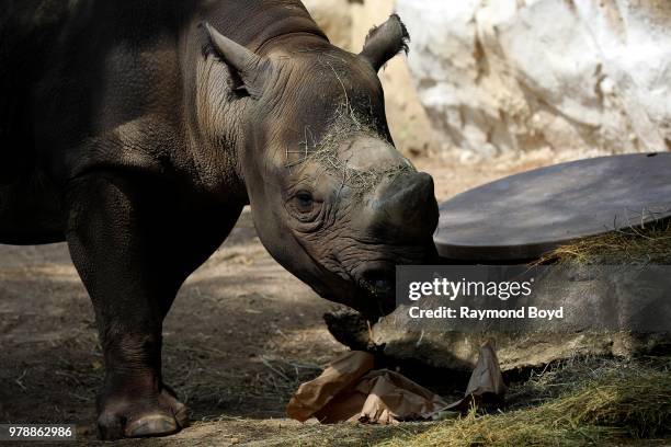 Eastern Black Rhinoceros feeds at Lincoln Park Zoo in Chicago, Illinois on June 17, 2018.