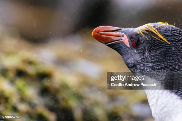 macaroni penguin (eudyptes chrysolophus) in the rain at cooper bay - andrew cooper stock pictures, royalty-free photos & images