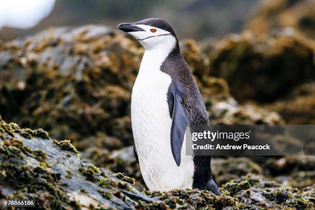 chinstrap penguin (pygoscelis antarcticus) portrait at cooper bay - andrew cooper stock pictures, royalty-free photos & images