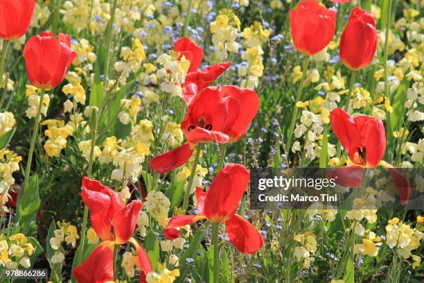 tulips - tini stock pictures, royalty-free photos & images