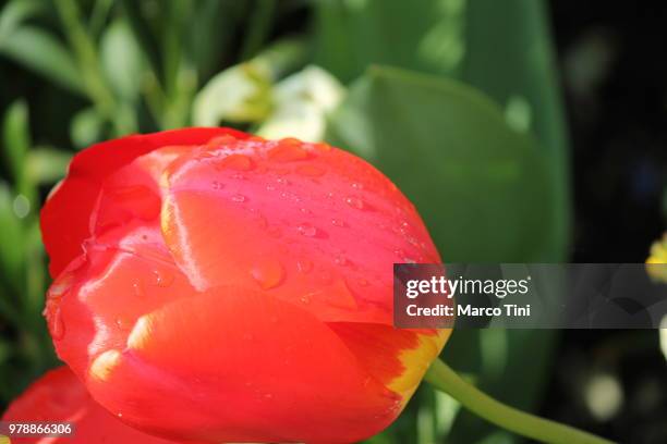 tulips - tini stock pictures, royalty-free photos & images