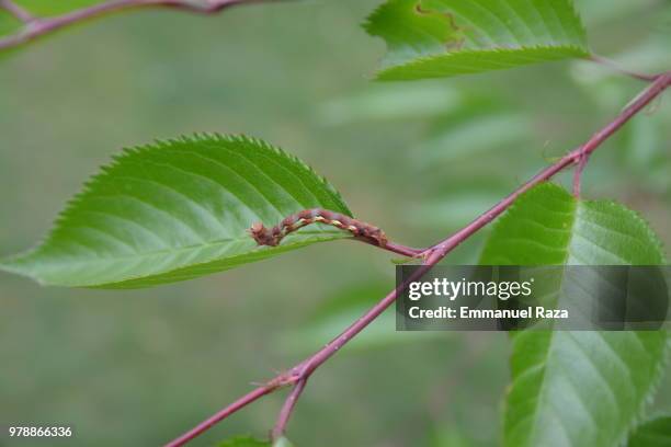 chenille sur cerisier. - cerisier stock-fotos und bilder