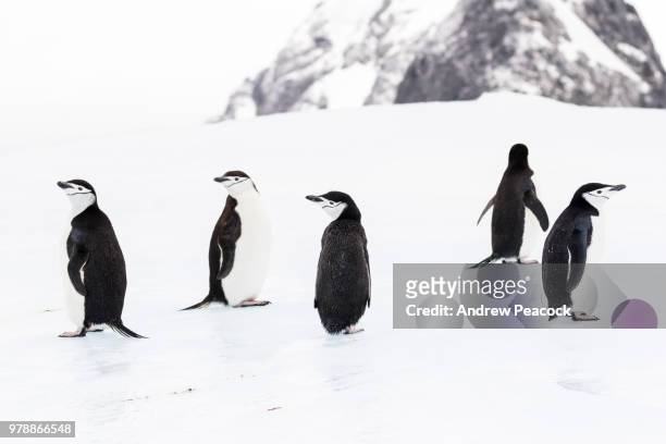 chinstrap penguins (pygoscelis antarcticus) on an iceberg near laurie island, south orkney islands - south orkney island stock pictures, royalty-free photos & images