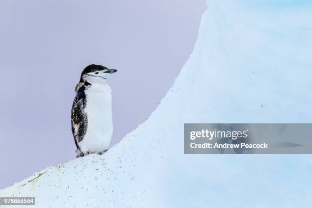 moulting chinstrap penguin (pygoscelis antarcticus) on an iceberg near laurie island, south orkney islands - south orkney island stock pictures, royalty-free photos & images