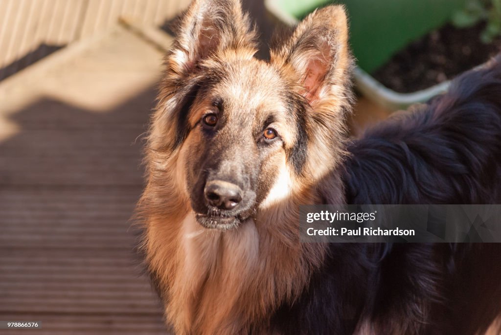 Simba, The German Shepherd