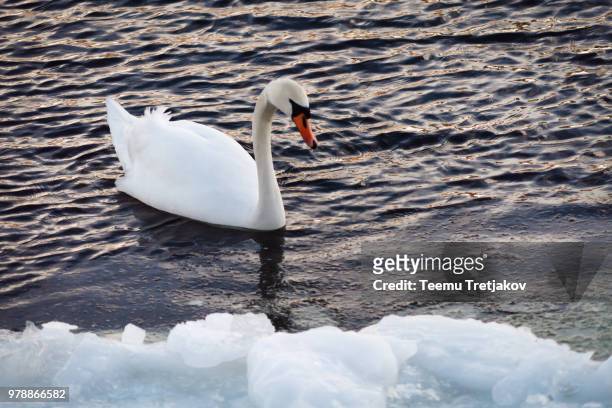 swimming in winter - winter swimming stock pictures, royalty-free photos & images