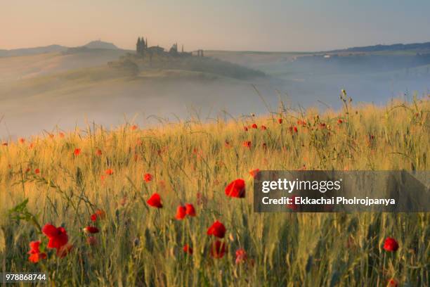 tuscany landscape with an old farmhouse surrounded by cypresses. (val d'orcia, tuscany). - asciano stock-fotos und bilder