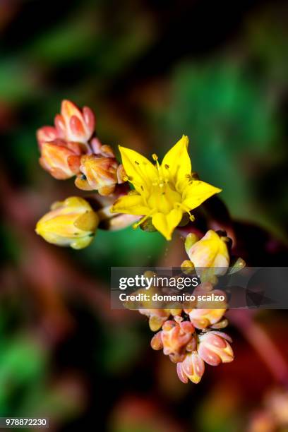 rome,italy - scalzo stockfoto's en -beelden