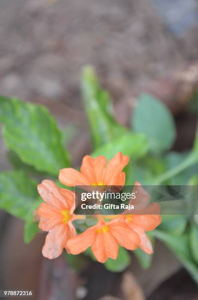 firecracker flower - gifta 個照片及圖片檔