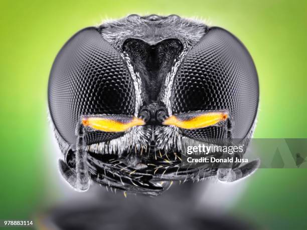 Bug Head Texture 452 Bug Head Stock Photos, High-Res Pictures, and Images - Getty Images