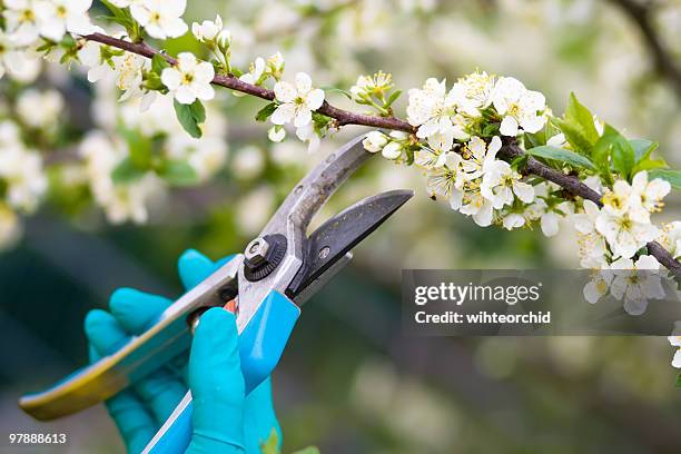clippers being used to prune bushes - snoeischaar stockfoto's en -beelden
