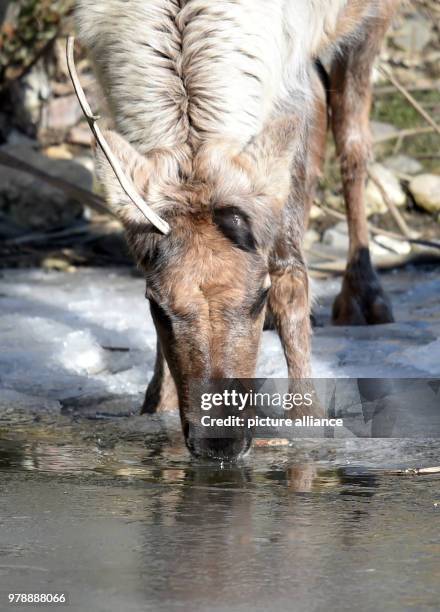 Febuary 2018, Germany, Gelsenkirchen: A reindeer slowly approaches the water by walking on ice during temperatures of minus five degrees Celsius in...