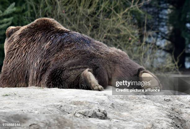 Febuary 2018, Germany, Gelsenkirchen: A brown bear lies on his belly in the sun during temperatures of minus five degrees Celsius in the Zoom...