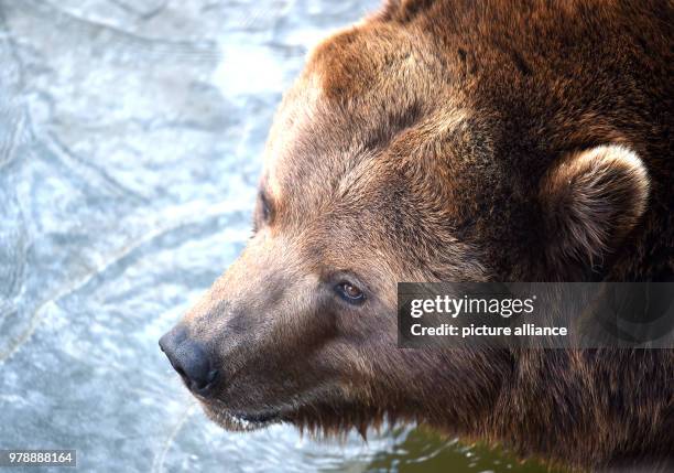 Febuary 2018, Germany, Gelsenkirchen: A brown bear plays with ice floes on the water during temperatures of minus five degrees Celsius in the Zoom...