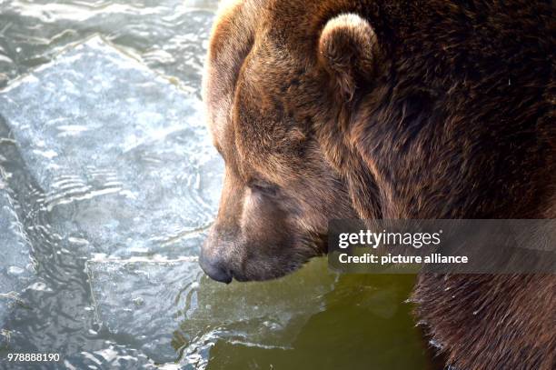 Febuary 2018, Germany, Gelsenkirchen: A brown bear plays with ice floes on the water during temperatures of minus five degrees Celsius in the Zoom...