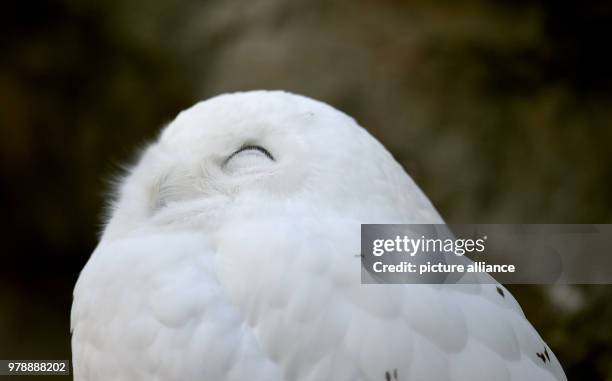 Febuary 2018, Germany, Gelsenkirchen: A snow owl sits on a branch with a closed eye and puffed up feathers during temperatures of minus five degrees...