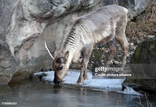 Febuary 2018, Germany, Gelsenkirchen: A reindeer slowly approaches the water by walking on ice during temperatures of minus five degrees Celsius in...