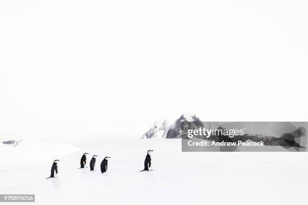 chinstrap penguins (pygoscelis antarcticus) on an iceberg near laurie island, south orkney islands - south orkney island stock pictures, royalty-free photos & images