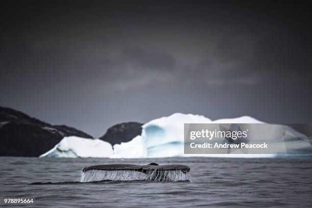 humpback whale (megaptera novaeangliae) tail fluke in cierva cove, antarctic peninsula - cierva stockfoto's en -beelden