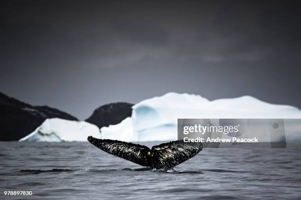 humpback whale (megaptera novaeangliae) tail fluke in cierva cove, antarctic peninsula - cierva stock pictures, royalty-free photos & images