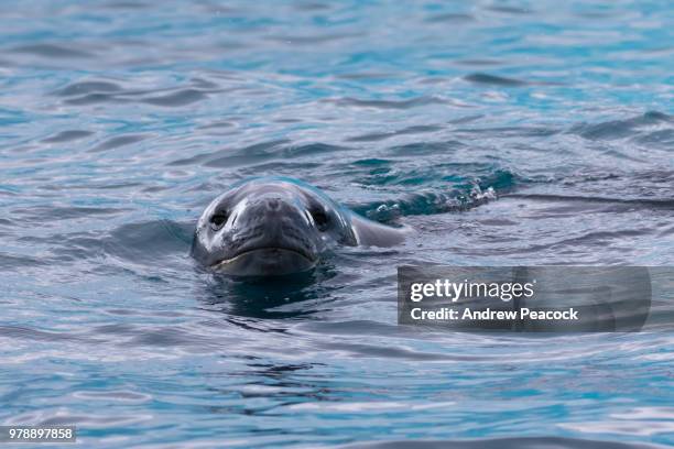 leopard seal (hydrurga leptonyx) in the water at cierva cove, antarctic peninsula - cierva stockfoto's en -beelden