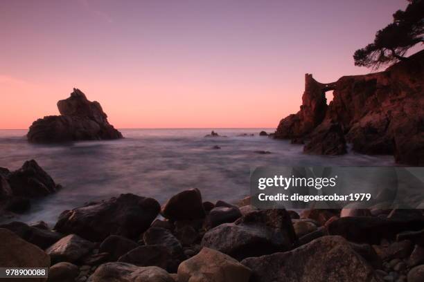 good morning brutus! - brutus stock pictures, royalty-free photos & images