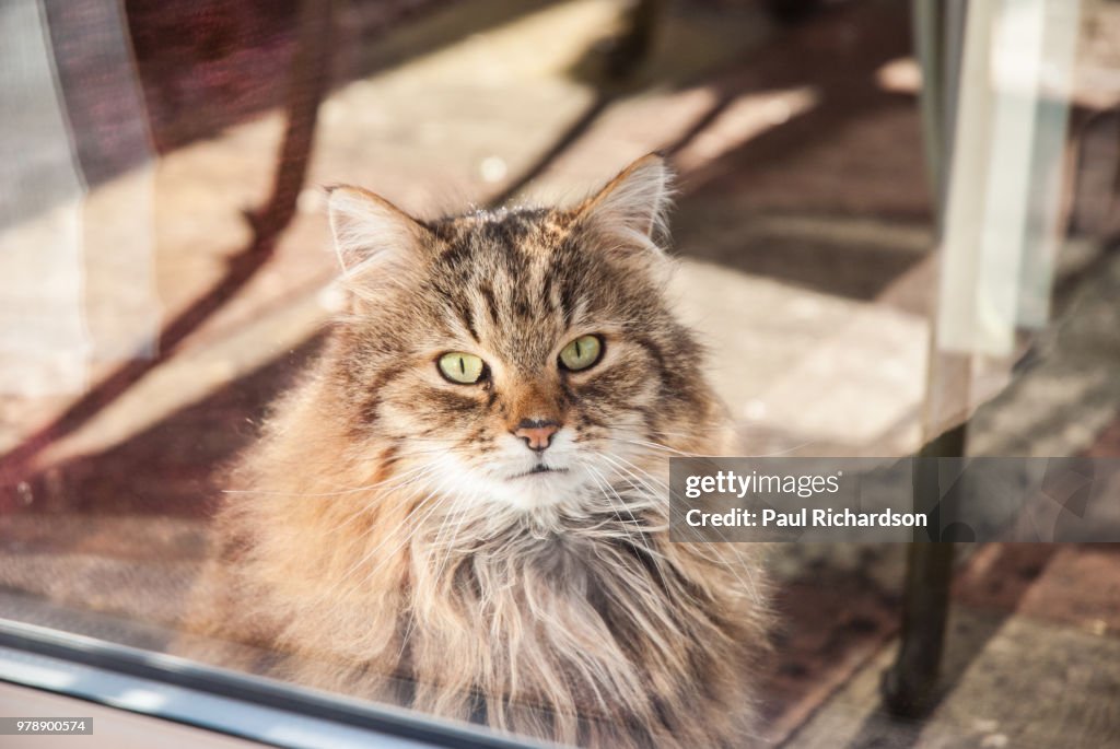 Cat looking through Window