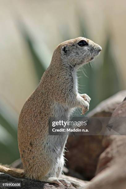 Soft Rounded Tail 49 Round Tailed Ground Squirrel Stock Photos, High-Res Pictures, and ...