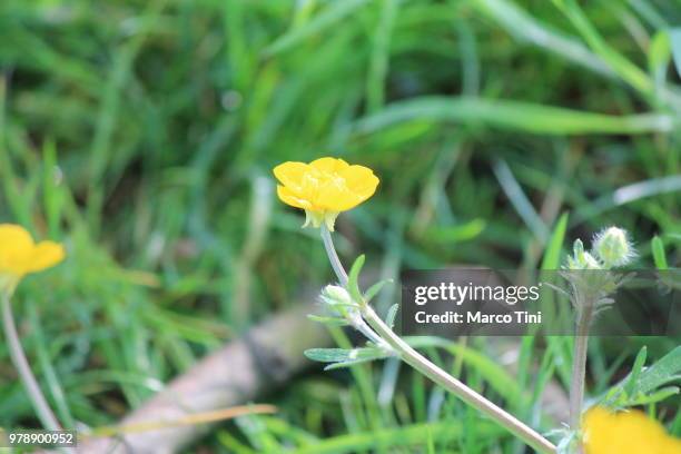 yellow flower - tini stock pictures, royalty-free photos & images