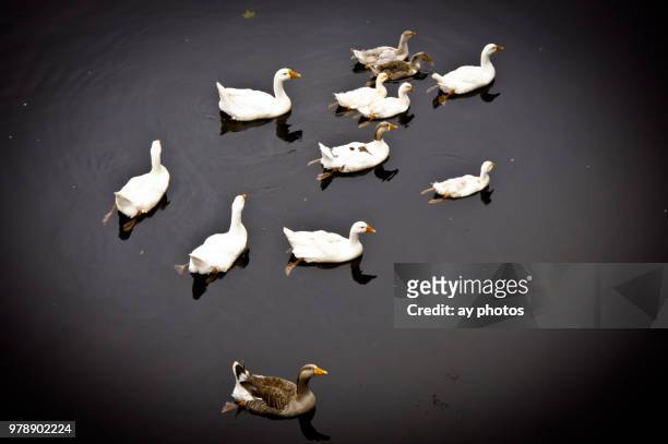 ducks seen from the new hope-lambertville bridge - lambertville stock pictures, royalty-free photos & images