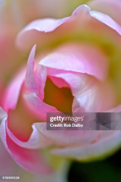 762 Rob Rosa Stock Photos, High-Res Pictures, and Images - Getty Images