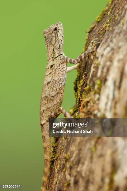 Calotes Rouxii 170 Calotes Stock Photos, High-Res Pictures, and Images - Getty Images
