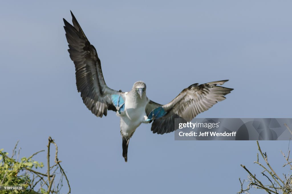 Look Out! - Blue-footed Booby