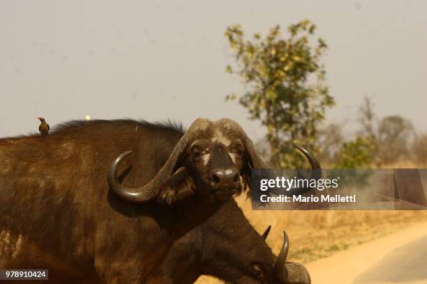 cape buffalo and redbilled oxpecker - picoteador de pico rojo fotografías e imágenes de stock