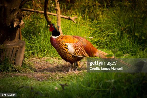 the greedy pheasant - mansell stockfoto's en -beelden