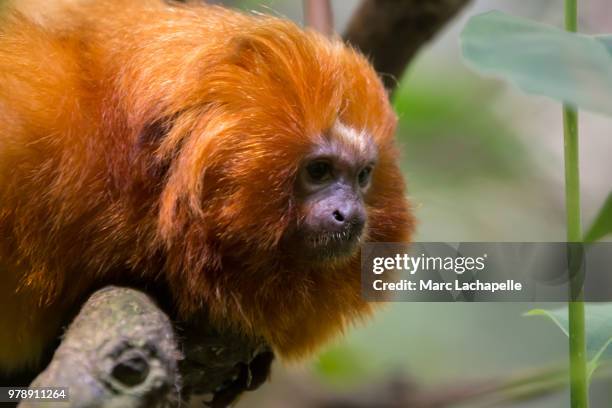 golden lion tamarin - lion tamarin stock-fotos und bilder