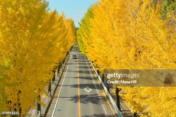 ginkgo road - masa stock pictures, royalty-free photos & images