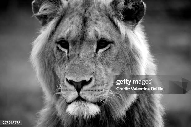 shumba, male lion, south africa - hairy bum stock-fotos und bilder