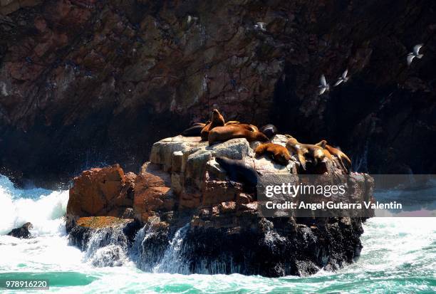 seawolf - ballestas island - peru - angel island stock-fotos und bilder