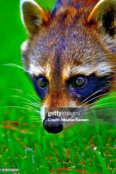 Eye Reflection High-Res Stock Photo