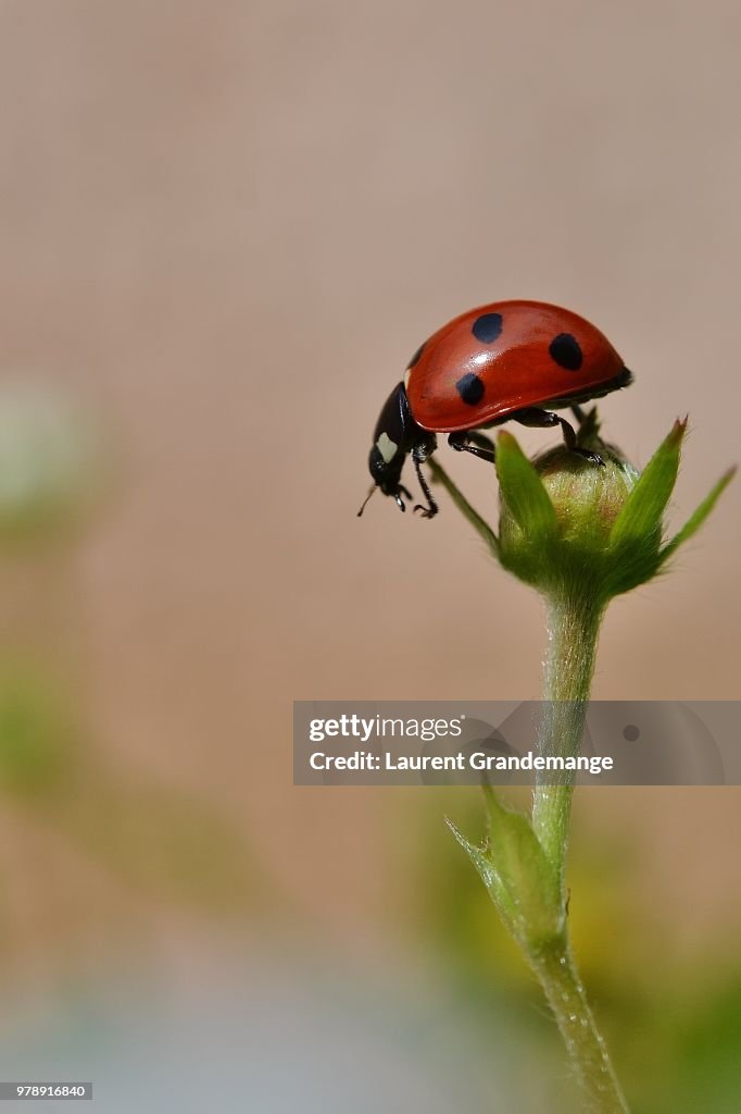 Ladybird on flower, France