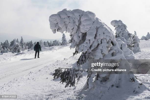 Hiker walking on the Brocken road along the snow-covered landscape of the Brocken peak in the Harz Mountains in Schierke, Germany, 01 March 2018....